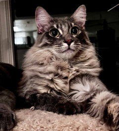 Fuzzy Wuzzy (and Casper), Young Domestic Long Hair / Norwegian Forest Cat (long coat), cat for adoption in Oakley, California