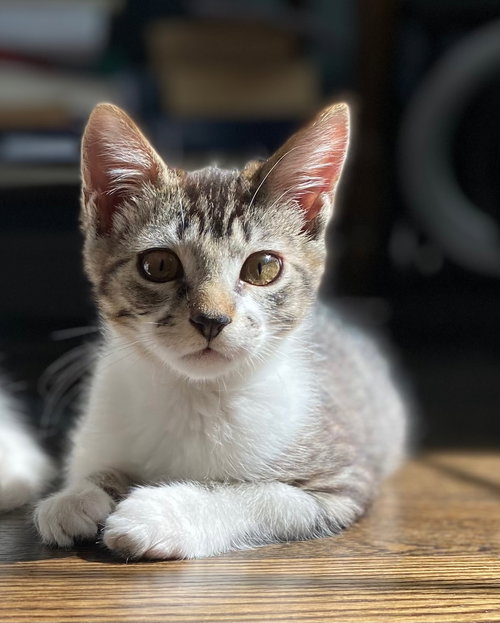 Roger, Baby Tabby / Domestic Short Hair / Mixed (short coat), cat for adoption in Oakley, California