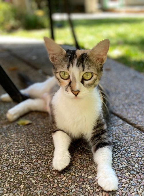 Millie, Young Calico (short coat), cat for adoption in Oakley, California
