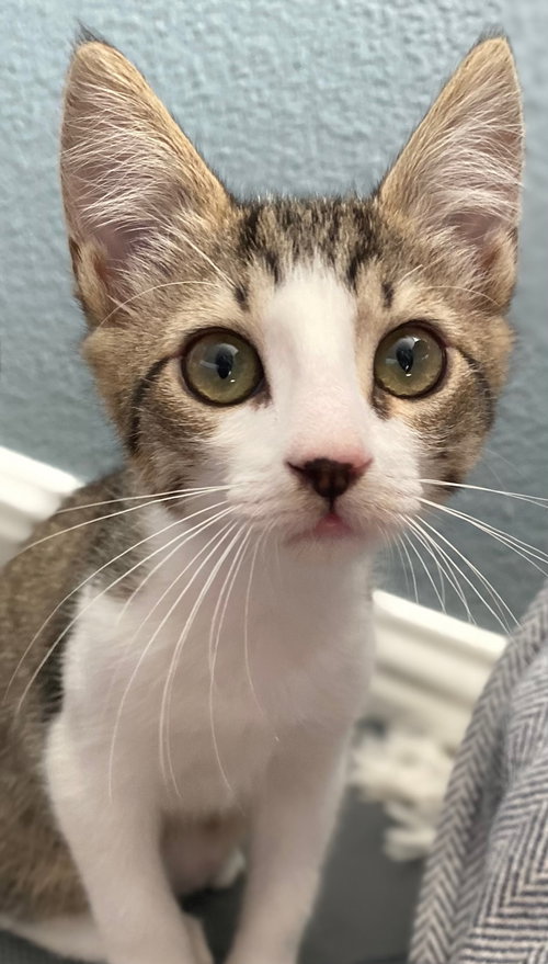 Nellie, Baby Tabby (short coat), cat for adoption in Oakley, California