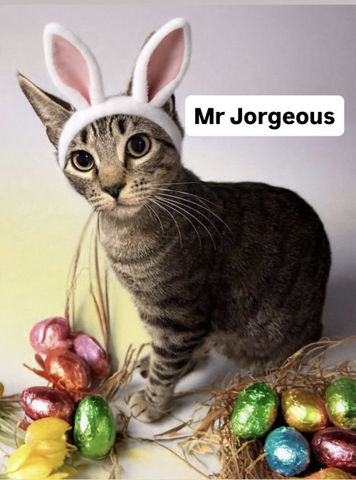 Mr Jorgeous at Martinez PFE   April 25th, Young Domestic Short Hair (short coat), cat for adoption in Oakley, California