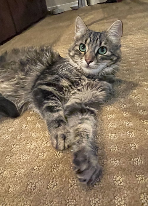Hudson and Hazel, Baby Maine Coon / Mixed (long coat), cat for adoption in Oakley, California