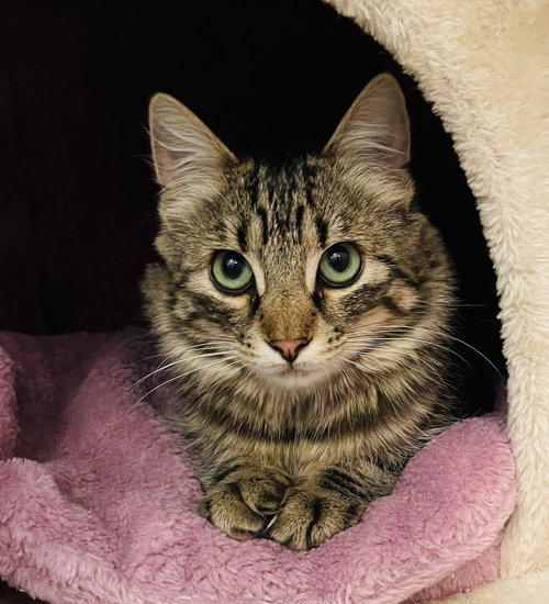 Hazel and Hudson, Baby Maine Coon / Mixed (long coat), cat for adoption in Oakley, California