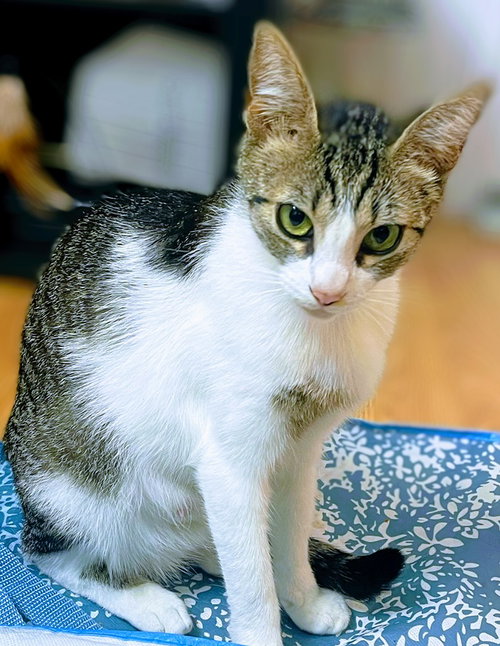 Grease, Young Abyssinian / Egyptian Mau (short coat), cat for adoption in Oakley, California
