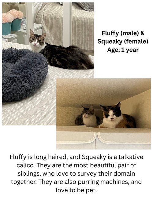 Fluffy and Squeaky Minxie, Young Domestic Medium Hair / Tabby (long coat), cat for adoption in Oakley, California