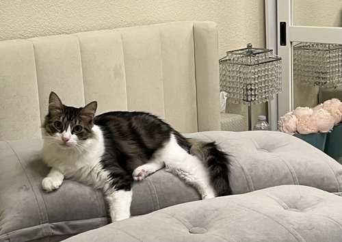 Photo 2 of Fluffy and Squeaky Minxie