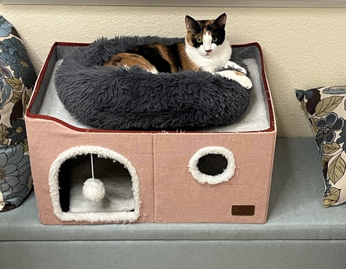 Photo 3 of Fluffy and Squeaky Minxie