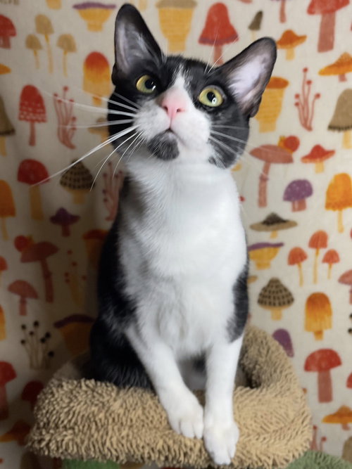 GRIFFON, Baby Domestic Short Hair / Tuxedo (short coat), cat for adoption in Oakley, California