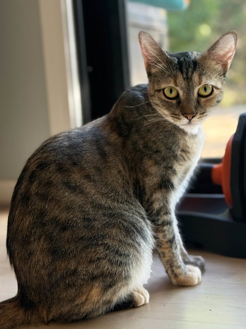 Nara, Young Abyssinian / Tortoiseshell (short coat), cat for adoption in Oakley, California