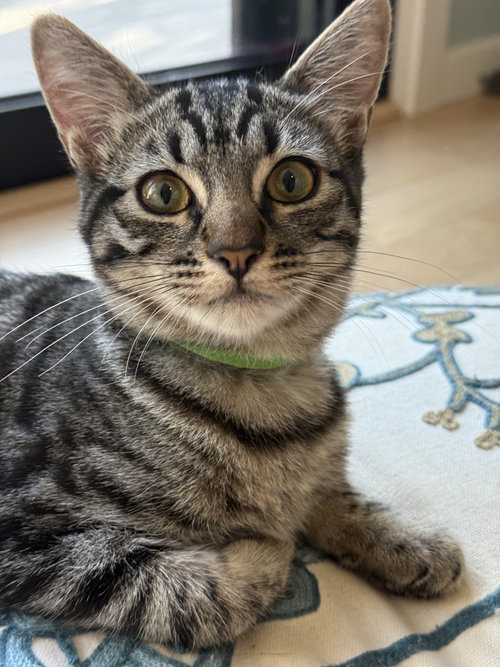 Nora, Baby Abyssinian / Tabby (short coat), cat for adoption in Oakley, California