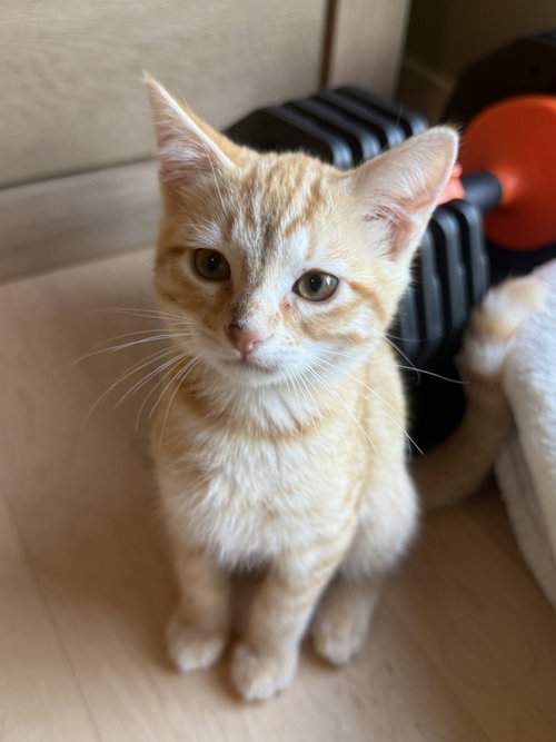 Toast, Baby Tabby / Tabby (short coat), cat for adoption in Oakley, California