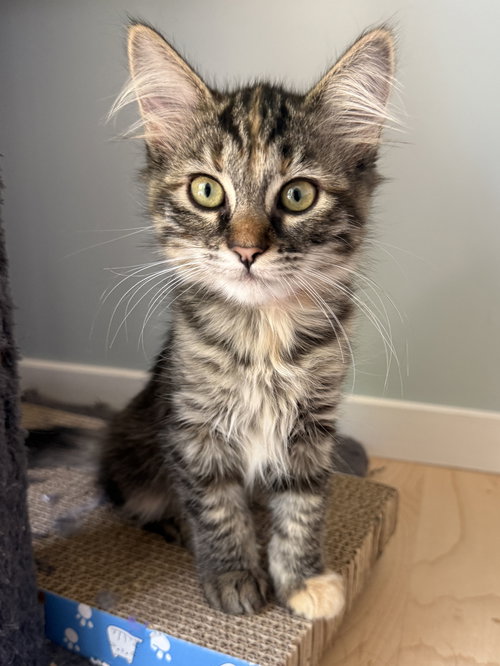 Layla, Baby Tabby / Tabby (short coat), cat for adoption in Oakley, California