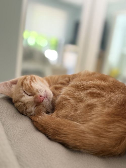 Butter, Baby Tabby / Tabby (short coat), cat for adoption in Oakley, California