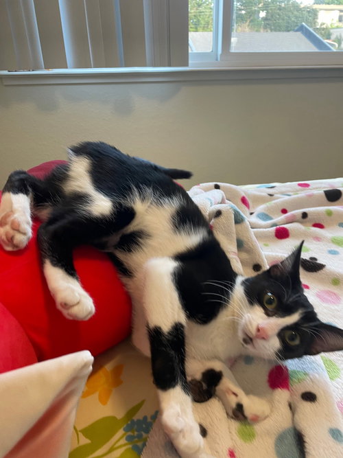 Monkey, Baby Tuxedo / Domestic Short Hair (short coat), cat for adoption in Oakley, California