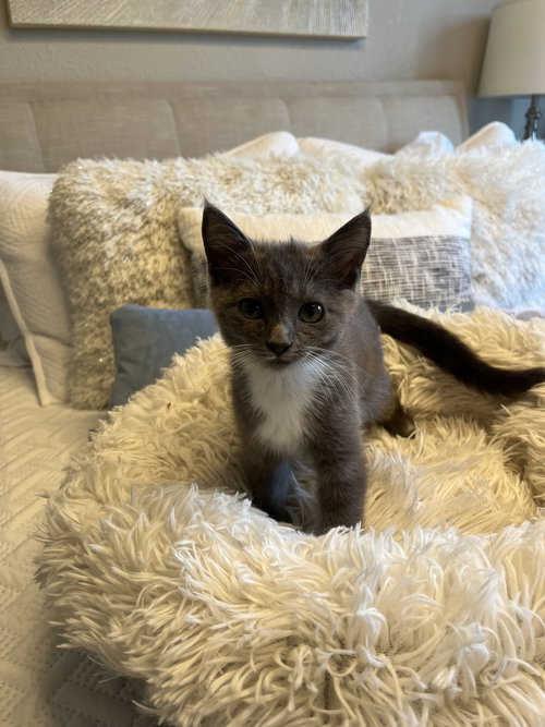 Tahishi and Chelsea, Baby Tabby / Russian Blue (medium coat), cat for adoption in Oakley, California
