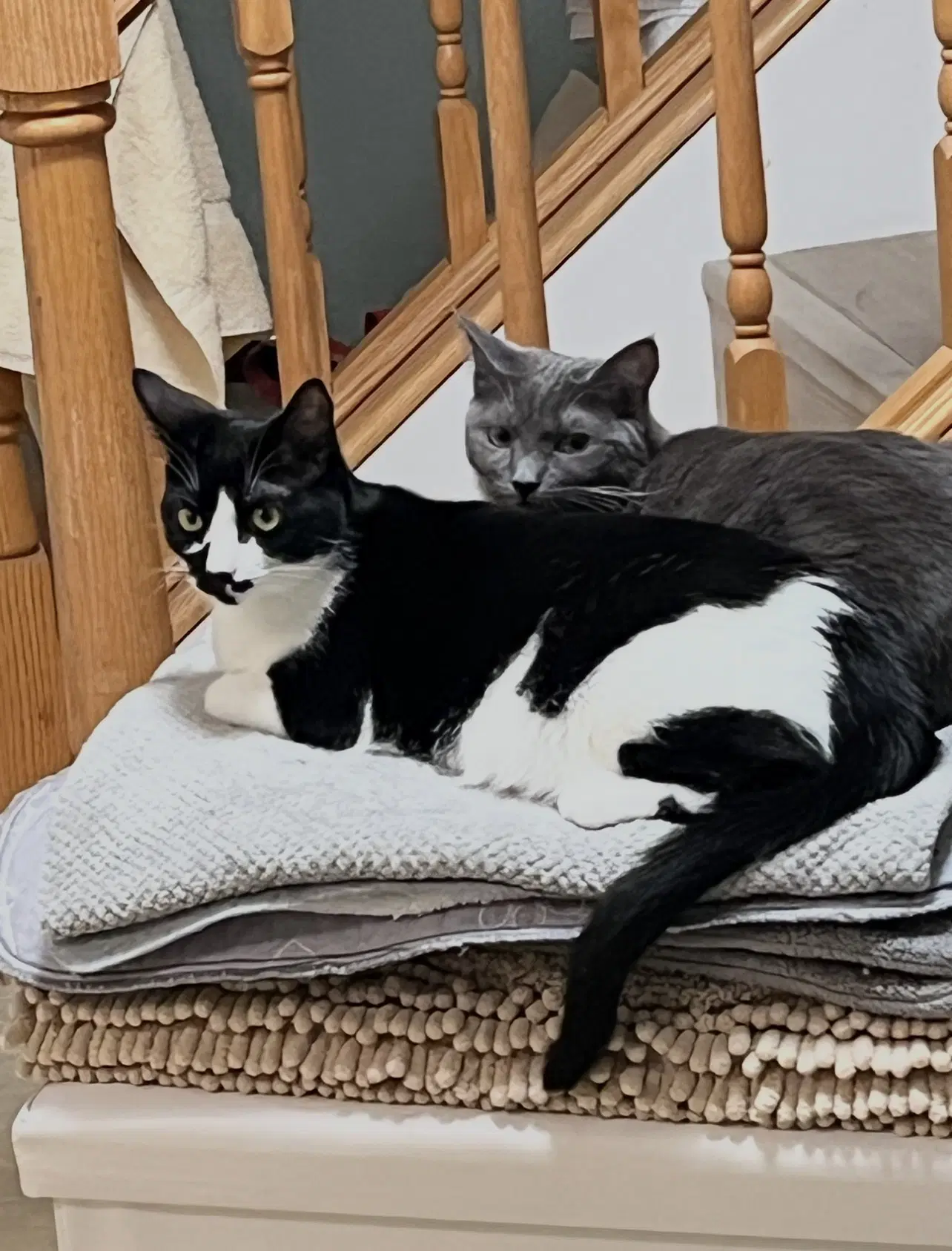 Tahishi And Chelsea - Russian Blue