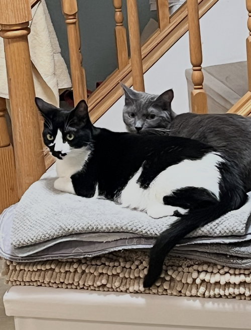Tahishi and Chelsea, an adoptable Tabby in Walnut Creek, CA