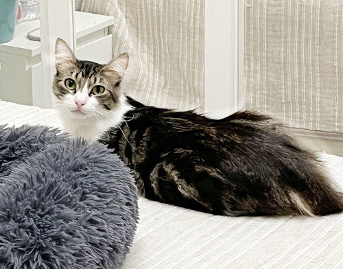 Fluffy and Squeaky, Baby Calico (medium coat), cat for adoption in Oakley, California