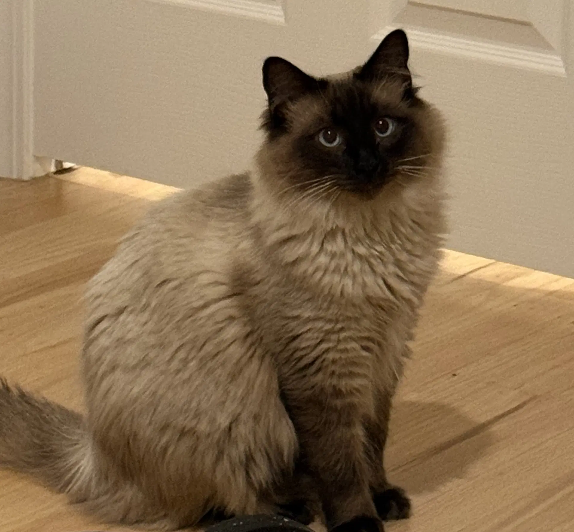 Toast - Siamese