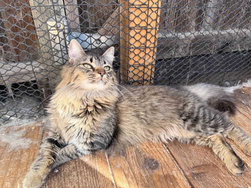 MAPLE, Baby Domestic Medium Hair (medium coat), cat for adoption in Oakley, California