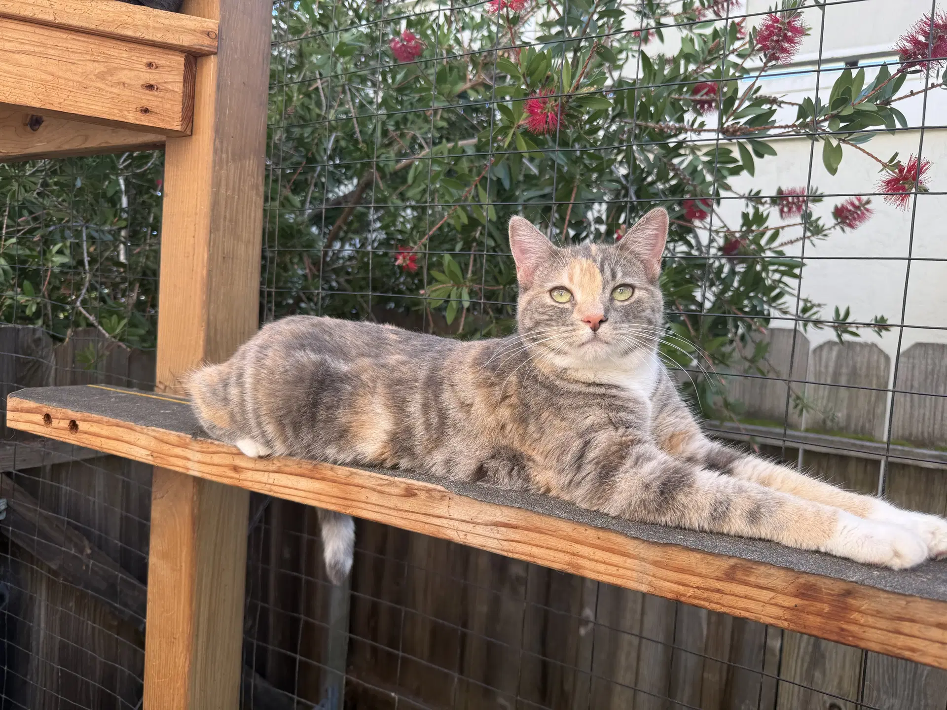 Honey - Domestic Short Hair