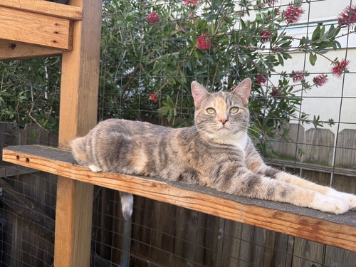 HONEY, Baby Domestic Short Hair (short coat), cat for adoption in Oakley, California