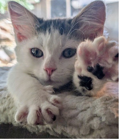 Walker and Dishevela, Baby Abyssinian / Tabby (short coat), cat for adoption in Oakley, California
