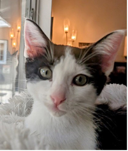 Walks and Dishevela, Baby Abyssinian / Tabby (short coat), cat for adoption in Oakley, California