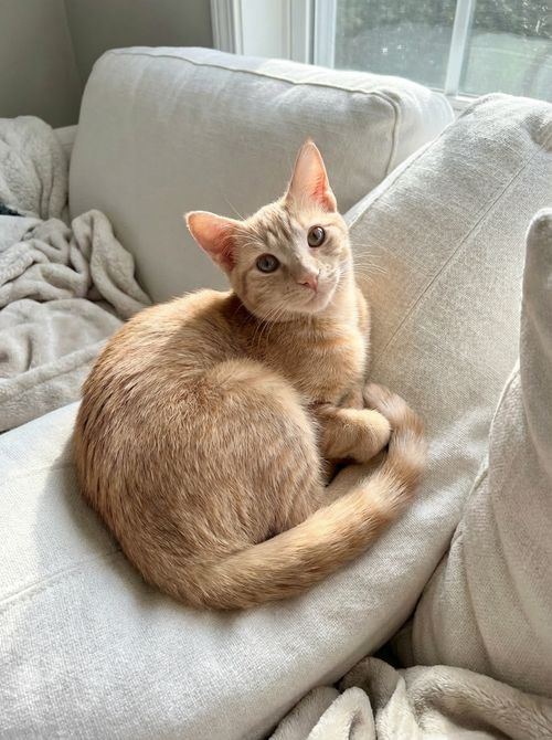 Cosmo, Baby Abyssinian / Tabby (medium coat), cat for adoption in Oakley, California
