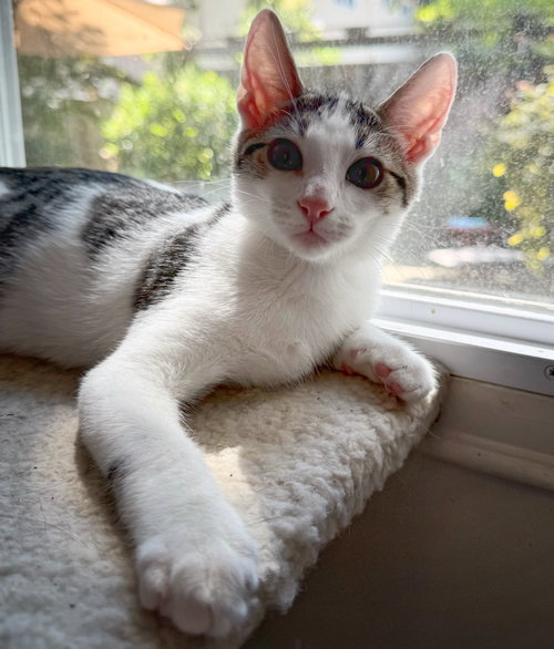 Samir Rami or Jad, Baby Abyssinian / Tuxedo (short coat), cat for adoption in Oakley, California