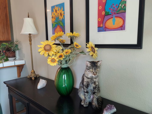 Greta, Young Tabby / American Shorthair (short coat), cat for adoption in Oakley, California