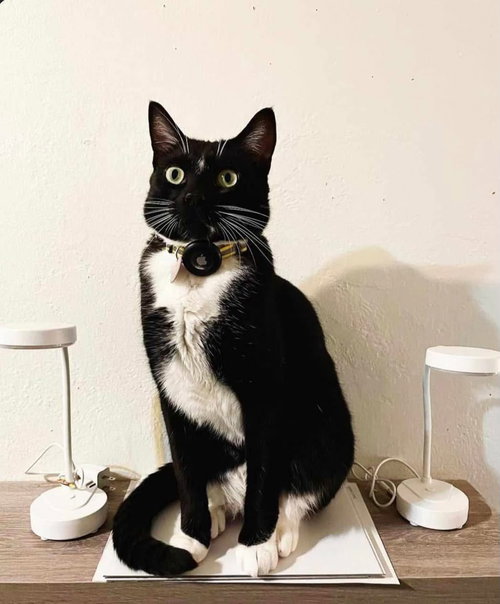 Mutley, Adult Tuxedo / Domestic Short Hair (short coat), cat for adoption in Oakley, California