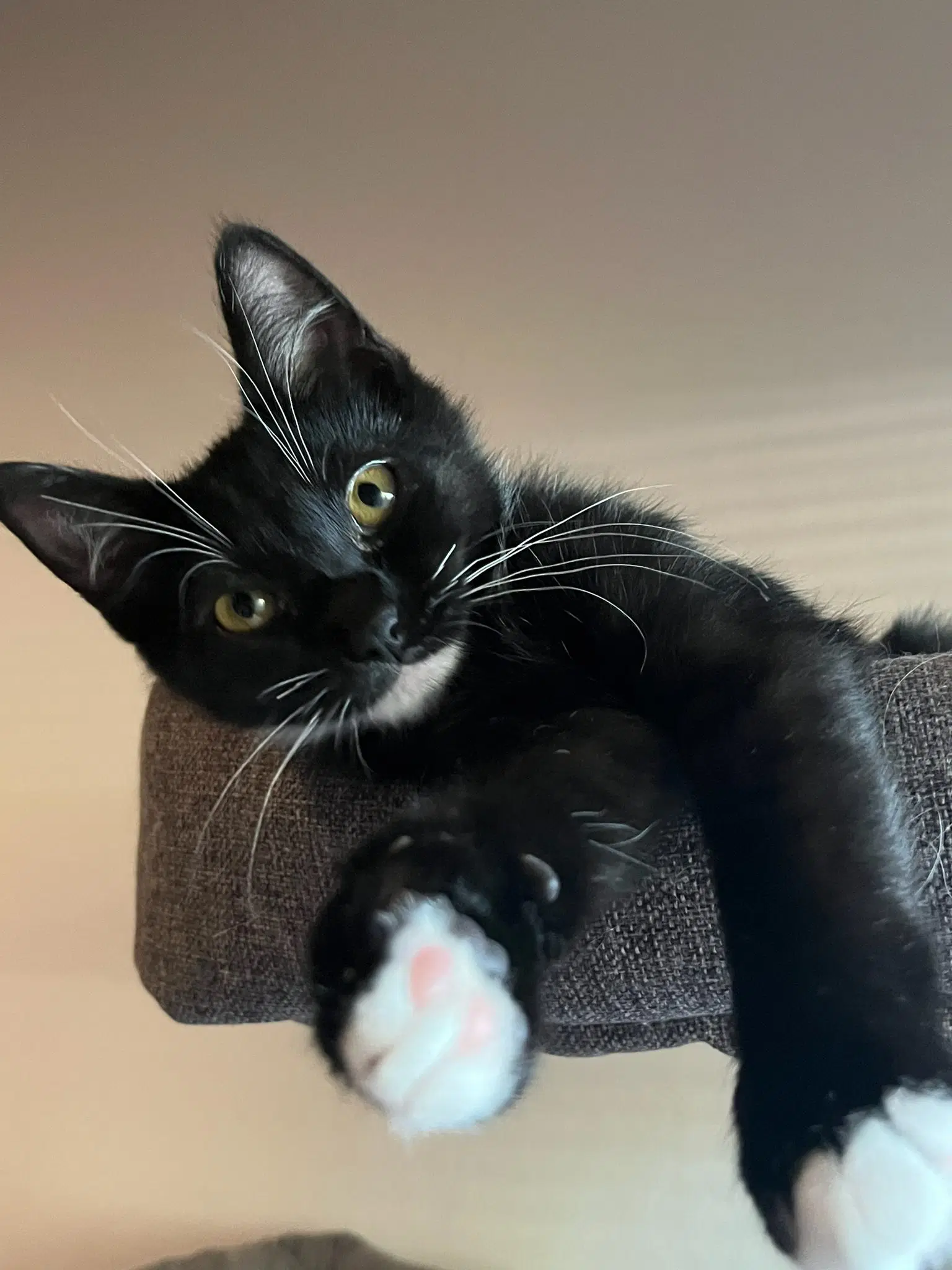 Koda - Tuxedo