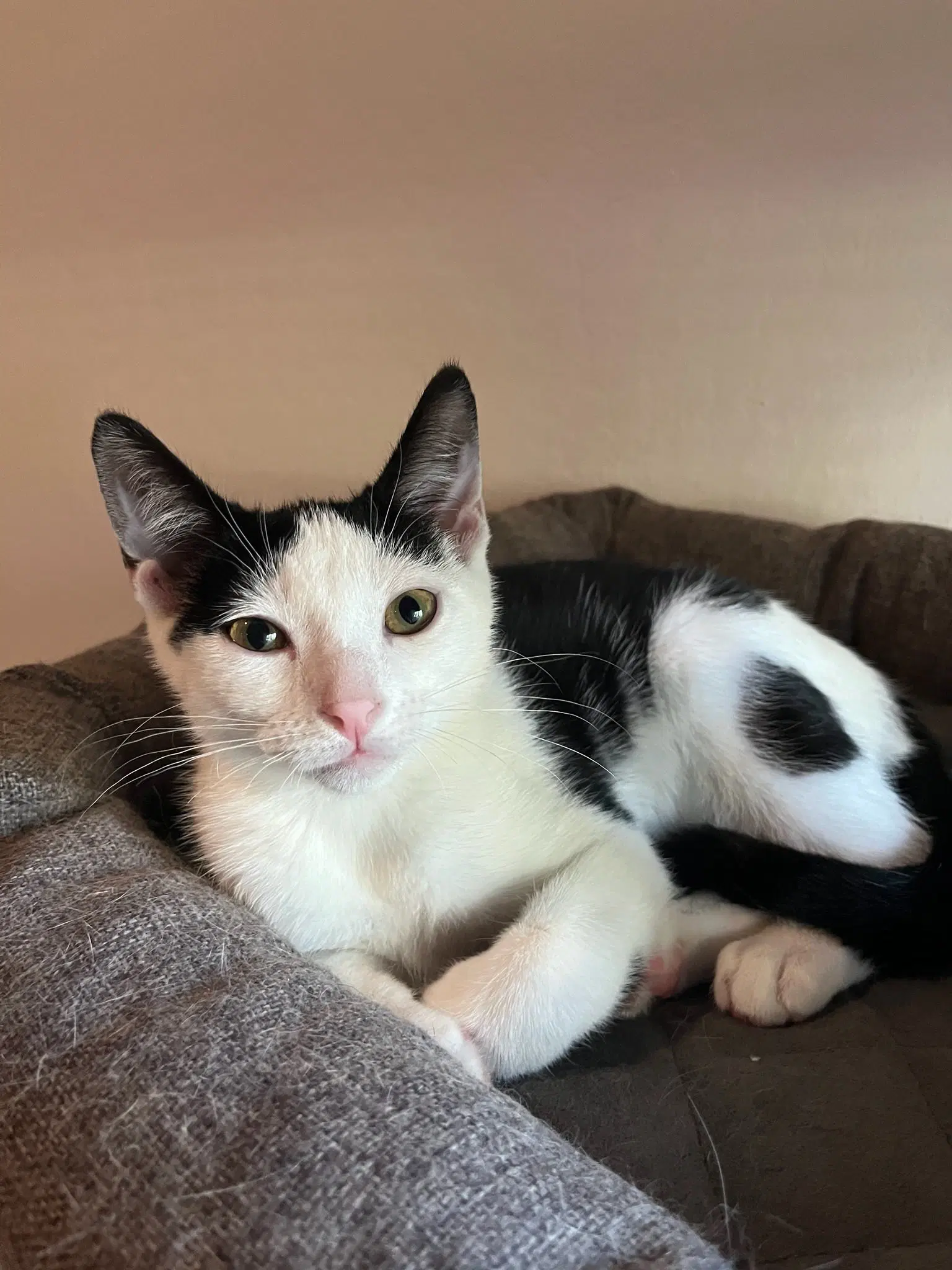 Susie Quattro - Domestic Short Hair