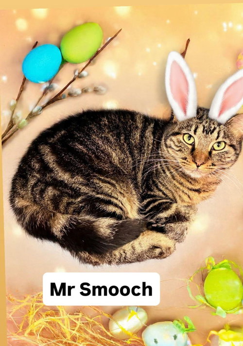 Mr Smooch at Martinez PFE  April 4th, an adoptable Domestic Short Hair in Walnut Creek, CA