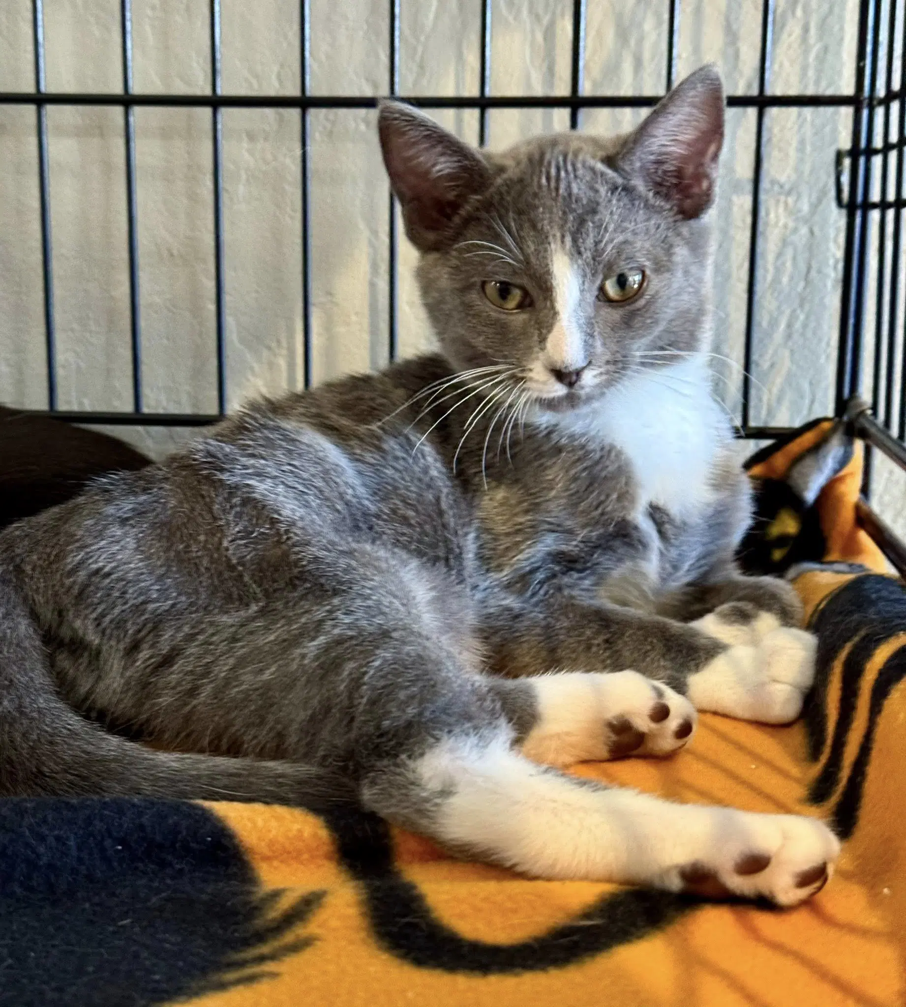 Roman - Russian Blue