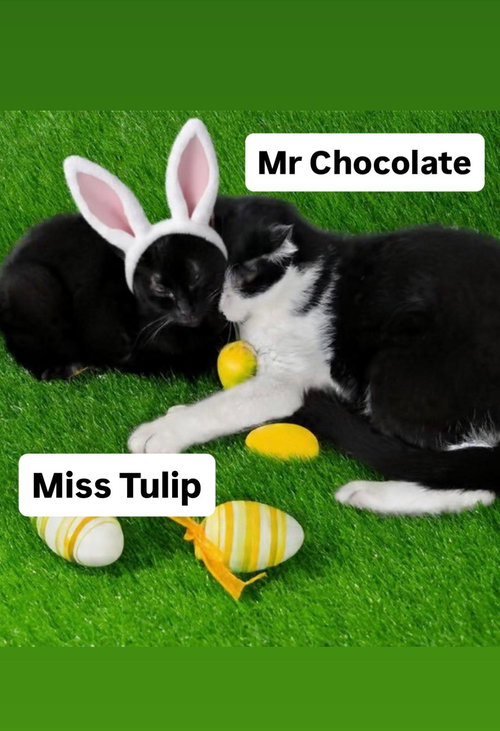 Mr Chocolate and Miss Tulip  Martinez PFE  Apr 25, Adult Domestic Short Hair (short coat), cat for adoption in Oakley, California