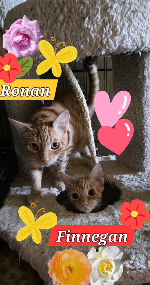 Ronan and Finnegan, Young Domestic Short Hair / Tabby (short coat), cat for adoption in Oakley, California