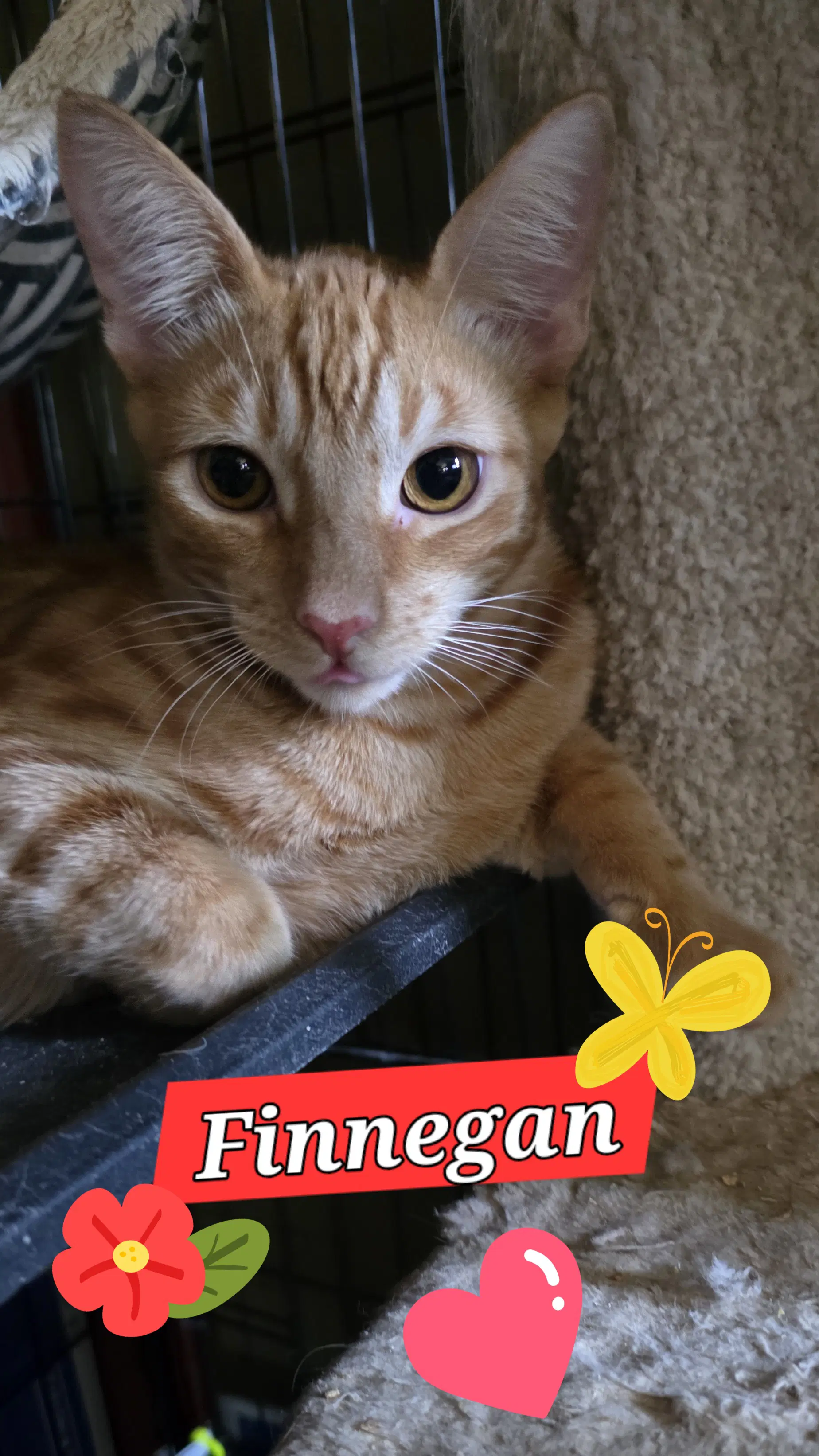 Ronan And Finnegan image 2