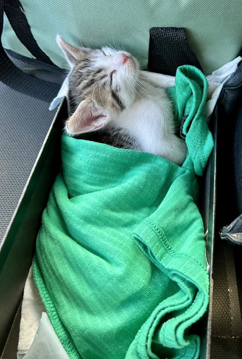 Little Papa, Milo, Little Angel, and Leo, Baby Tabby / Domestic Short Hair (short coat), cat for adoption in Oakley, California