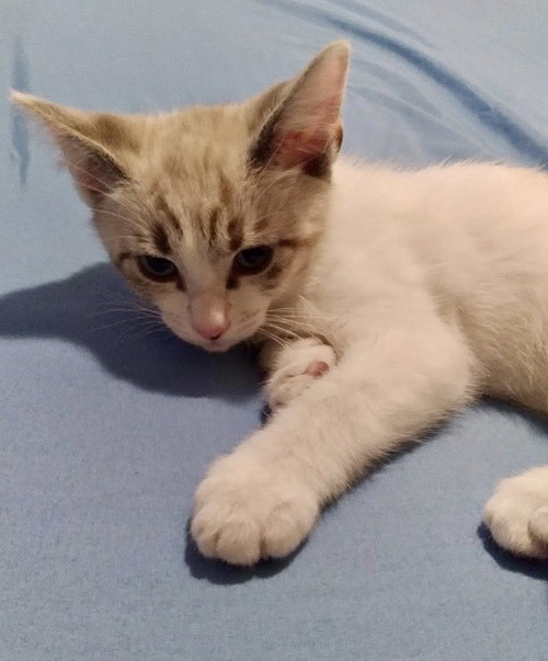 Photo 2 of Little Papa, Milo, Little Angel, and Leo