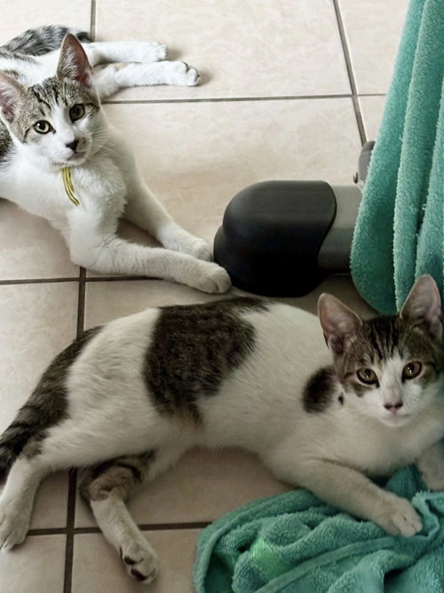 Photo 4 of Little Papa, Milo, Little Angel, and Leo
