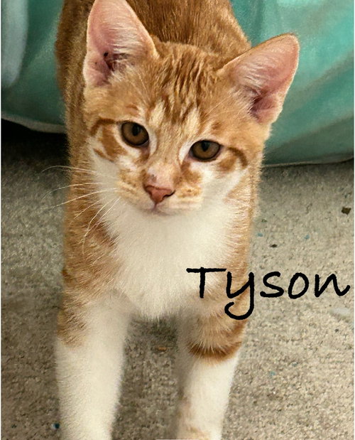 TYSON, Baby Domestic Short Hair (short coat), cat for adoption in Oakley, California