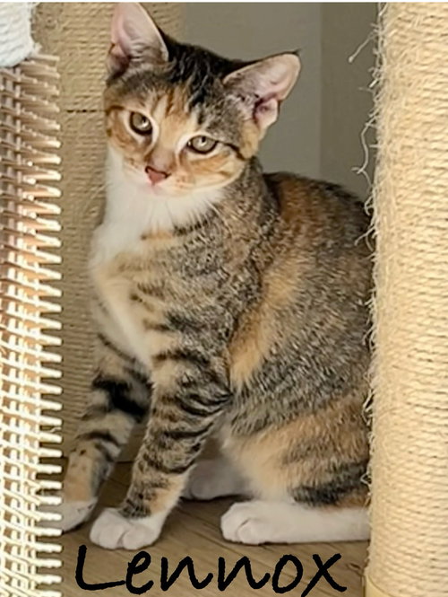 LENNOX, Baby Domestic Short Hair (short coat), cat for adoption in Oakley, California