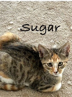 SUGAR, Baby Domestic Short Hair (short coat), cat for adoption in Oakley, California