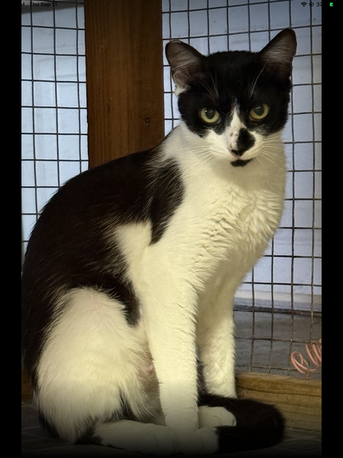 Nora, Young Domestic Short Hair (short coat), cat for adoption in Oakley, California