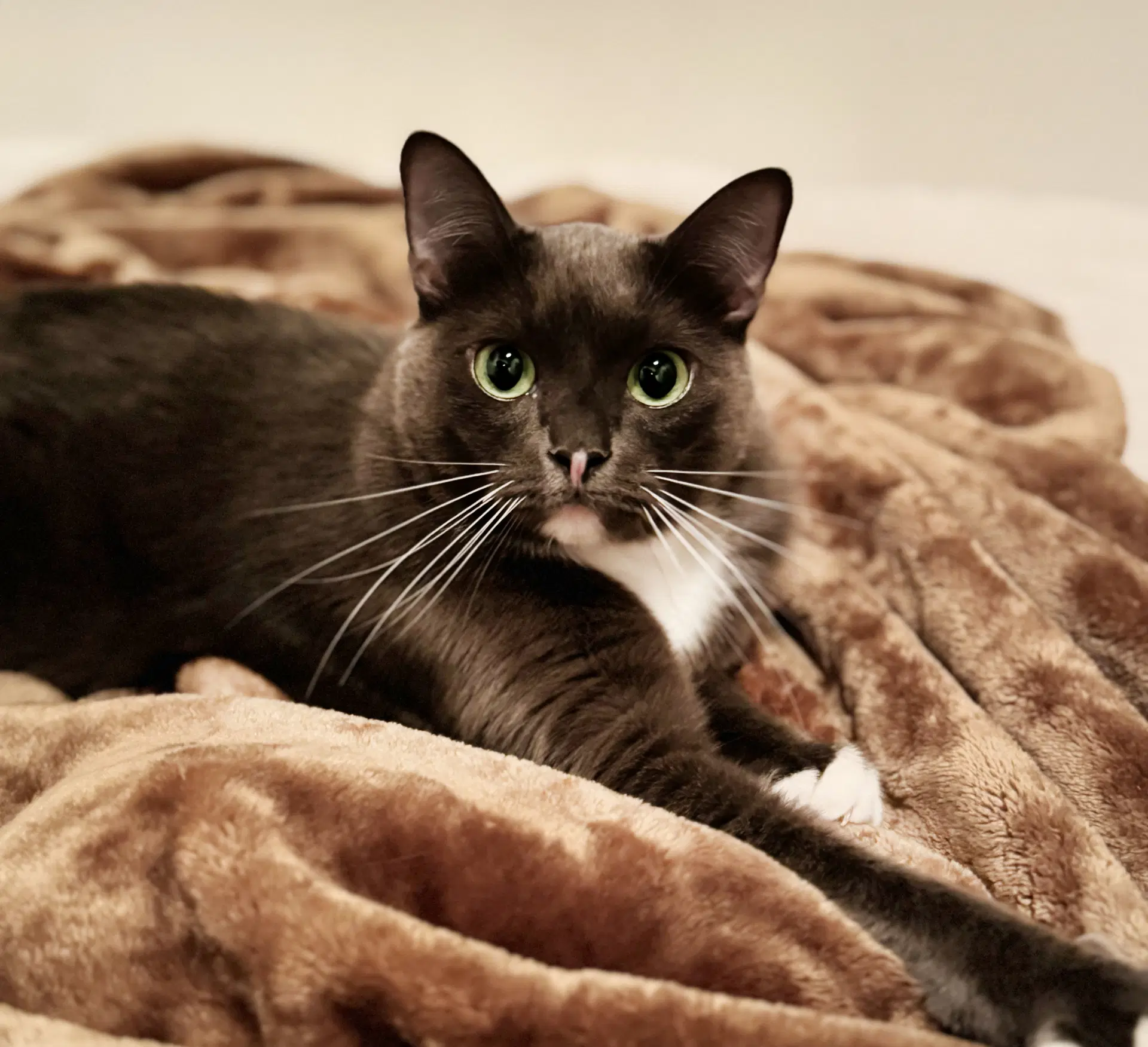 Teddy - Tuxedo