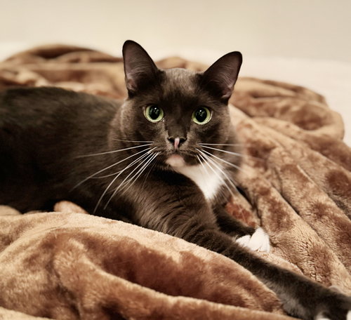Teddy, Young Tuxedo / Domestic Short Hair (short coat), cat for adoption in Oakley, California