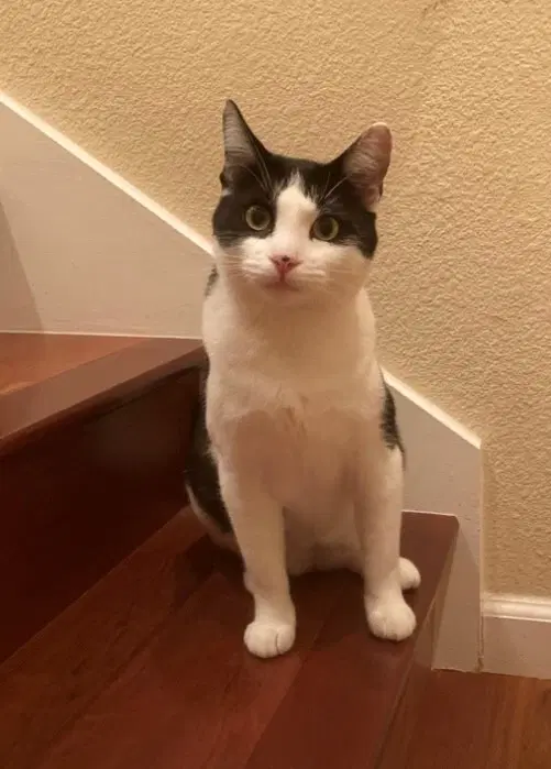 Bella And Isa - Domestic Short Hair