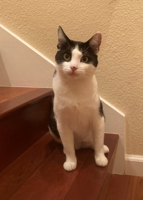 Bella and Isa, Young Domestic Short Hair (short coat), cat for adoption in Oakley, California